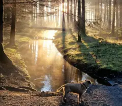 বিকেল বেলার ছবি