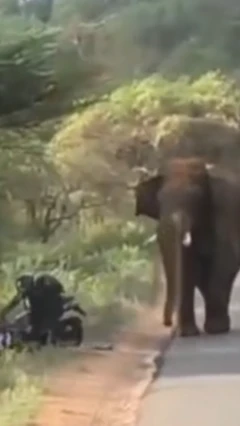 யானை
