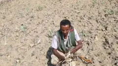 ኣመሓዳሪ ወረዳ ስሃላ ሰለምት ኣብታ ወረዳ ብሰንኪ ሕፅረት ዝናብ 60 ሽሕ ሄክታር ዝራእቲ ከምዝዓነወ ገሊጹ