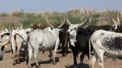 Foto of some cows dem for Ethiopia