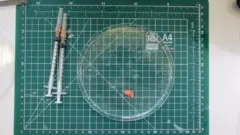 Uma grade verde tamanho A4 é o fundo. Sobre ela repousa uma placa de Petri redonda e transparente. Dentro dela há um pedaço de tecido cerebral vermelho e branco, que parece borrado devido ao líquido em que ainda está suspenso. Há duas seringas ao lado.