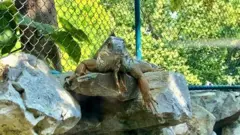Iguana