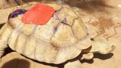 Kunkuru
