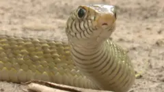 سانپ