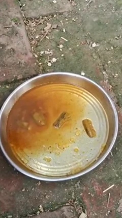 इस मिड-डे मील को लेकर क्या बोले स्कूल के बच्चे