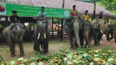 ညောင်ဦးမြို့က ဆင်စခန်းတစ်ခုလုံးပိတ်သိမ်း