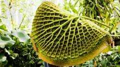 Folha vista pelo lado debaixo, que fica em contato com a água