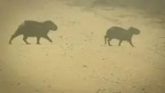 વીડિયો સ્ક્રીન ગ્રૅબ