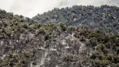 آتش‌سوزی جنگل‌های هیرکانی چالوس؛ ادامه مهار آتش در چند «جبهه»