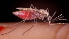 Sauro
