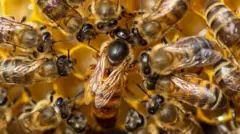 தேன் கூட்டில் ராணி தேனீ எப்படி தேர்வு செய்யப்படுகிறது? எளிய அறிவியல் விளக்கம்