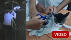 பூனை, போதைப் பொருள், கடத்தல்