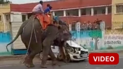 மதம்பிடித்து ஆக்ரோஷமான யானை