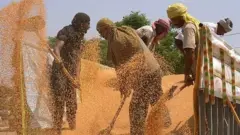 ਕਣਕ