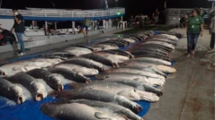 Peixes apreendidos pela polícia colocados no chão