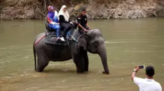 gajah di Aceh Jaya, Provinsi Aceh.