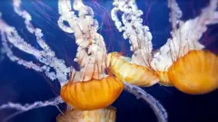 జెల్లీ ఫిష్