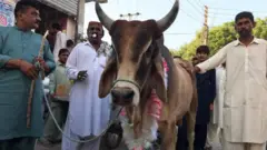 سوجیو بیل