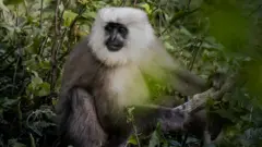 لنگور