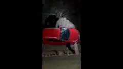 Fil mashinani ag'darmoqda