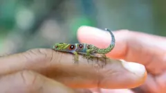 Union Adası kertenkelesi