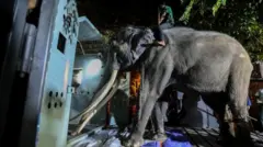 Di elephant as Sri Lanka dey return am to Thailand 