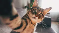 Gato