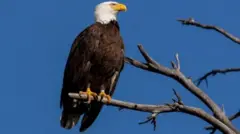 کامران اکمل 