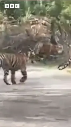 புலி