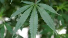 بھنگ