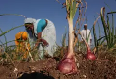 ડુંગળીના ભાવ અને ઉત્પાદનમાં કાયમ ઊથલપાથલ રહેવા છતાં ગુજરાતના ખેડૂતો કેમ તેને વાવે છે?