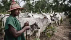 Wani Bafulatani makiyayi da shanunsa