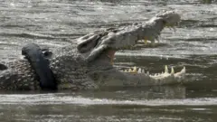 Krokodil nosio gumu oko vrata šest godina
