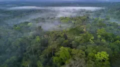 ඇමසන් වනය