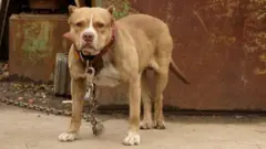 Pitbull