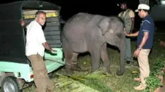 2014 වසරේදී අනවසරයෙන් රඳවා ගෙන සිටියදී මුදා ගත් අලි පැටවෙක්