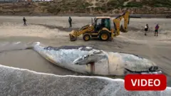 திமிங்கலம்