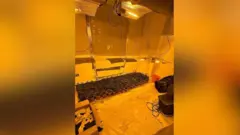 チャールズ・リーブスの家にある大麻植物