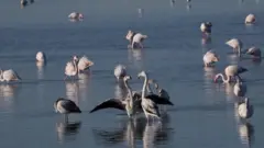 Лагуна Нарта в Адриатическом море