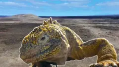 žuta iguana sa galapagosa prkosi izumiranju