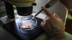 ембрілог за роботою
