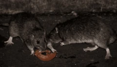 Dois ratos comem uma fatia de tomate.