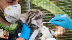 A clouded leopard baby is vaccinated by a zookeeper in a mask at the Miami Zoo