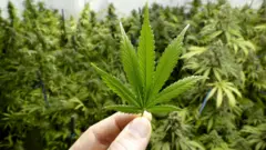 Folha de maconha