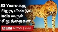 சிறுத்தை