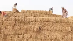గడ్డి