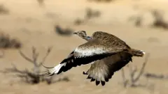 تلور