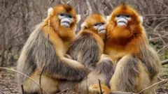 snubnosed monkey