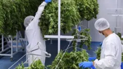 Homens colhendo pés de maconha
