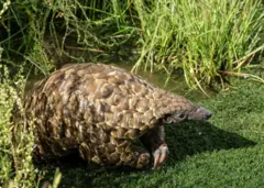 Un pangolin